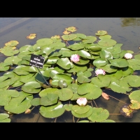 Nympheas - Madame Wilfron Gonniere (Obt. Latour-Marliac 1924) (01)